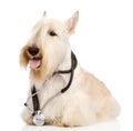 Scottish Terrier with a stethoscope on his neck. on whi