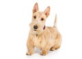 Scottish terrier Royalty Free Stock Photo