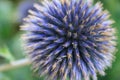 Scottish Thistle