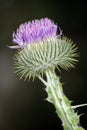 Scottish Thistle