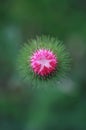 Scottish Thistle blossom Royalty Free Stock Photo