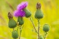 Scottish Thistle Flower closeup