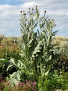 Scottish Thistle