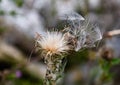 Scottish thistle Flower of Scotland in dispersal mode Royalty Free Stock Photo