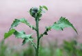 Scottish thistle in meadow