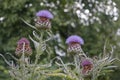 Scottish thistle, national emblem of Scotland.