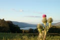 Scottish Thistle overlooking Loch Tay