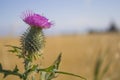 Scottish Thistle, Scotland`s national emblem