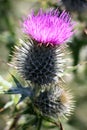 Scottish Thistle