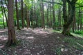 Scottish Tree Lined Forrest Floor. Royalty Free Stock Photo