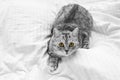 Scottish Whiskas grey cat. Top View. Fluffy Tabby gray beautiful adult cat, breed scottish, close portrait onwhite textile