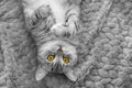 Scottish Whiskas grey cat. Top View. Fluffy Tabby gray beautiful adult cat, breed scottish, close portrait on grey textile