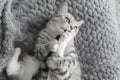 Scottish Whiskas grey cat. Top View. Fluffy Tabby gray beautiful adult cat, breed scottish, close portrait on grey textile