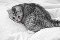 Scottish Whiskas grey cat. Top View. Fluffy Tabby gray beautiful adult cat, breed scottish, close portrait on white textile