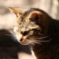 Scottish Wild Cat Royalty Free Stock Photo