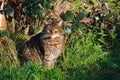 Scottish wild cat Royalty Free Stock Photo