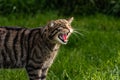 Scottish Wild Cat on the prowl Royalty Free Stock Photo