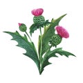 Scottish wild plants boutonniere, thistle bouquet