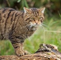 Scottish Wildcat Royalty Free Stock Photo