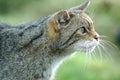 Scottish Wildcat Endangered wildlife