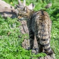 The Scottish wildcat Felis silvestris silvestris