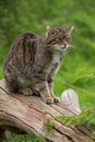 Scottish Wildcat Felis Silvestris Grampia Royalty Free Stock Photo