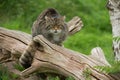 Scottish Wildcat Felis Silvestris Grampia Royalty Free Stock Photo