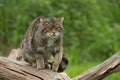 Scottish Wildcat Felis Silvestris Grampia Royalty Free Stock Photo