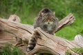 Scottish Wildcat Felis Silvestris Grampia Royalty Free Stock Photo