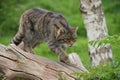 Scottish Wildcat Felis Silvestris Grampia Royalty Free Stock Photo