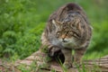 Scottish Wildcat Felis Silvestris Grampia Royalty Free Stock Photo