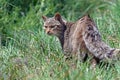 Scottish Wildcat (Felis Silvestris Grampia) Royalty Free Stock Photo