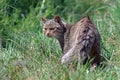 Scottish Wildcat (Felis Silvestris Grampia) Royalty Free Stock Photo