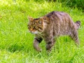 Scottish Wildcat Royalty Free Stock Photo