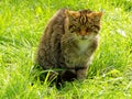 Scottish Wildcat Royalty Free Stock Photo