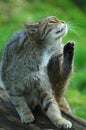 Scottish Wildcat having a scratch Royalty Free Stock Photo