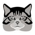 Scottish wildcat head vector illustration flat Royalty Free Stock Photo