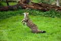 The Scottish wildcat or Highlands tiger jumping to grab prey
