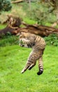 The Scottish wildcat or Highlands tiger jumping to grab prey