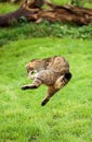 The Scottish wildcat or Highlands tiger jumping to grab prey