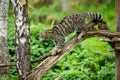 The Scottish wildcat or Highlands tiger up a tree