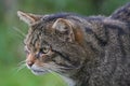 A Scottish Wildcat intently watching its prey