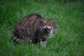 Scottish wildcat Royalty Free Stock Photo