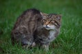 Scottish wildcat Royalty Free Stock Photo