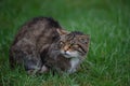 Scottish wildcat Royalty Free Stock Photo