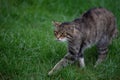 Scottish wildcat Royalty Free Stock Photo