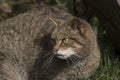 Scottish wildcat portrait