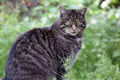 Scottish Wildcat from Scotland Royalty Free Stock Photo