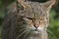 Scottish wildcat portrait