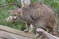 Scottish wildcat on a tree stump